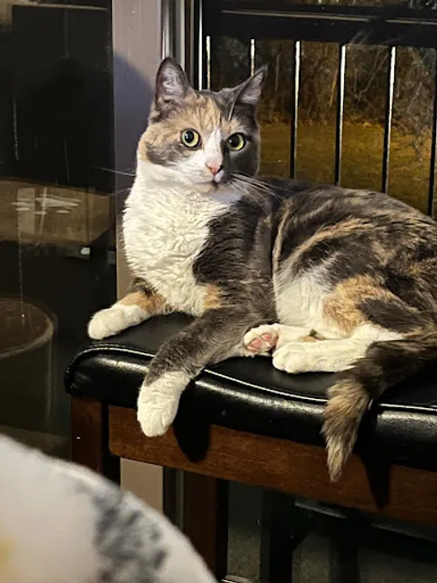 Long Island Feline Adoption Center