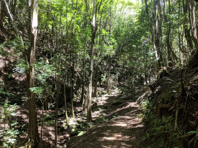 Makawao Forest Reserve Mountain Biking Trails