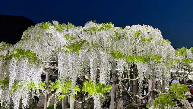 Tunnel of White Wisteria