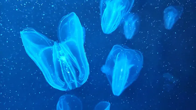 Save The Bay's Hamilton Family Aquarium