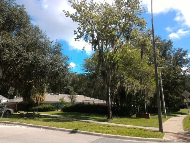 Baby Gator Of Lake Alice