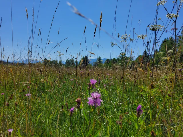 Ferienwohnung Erhard - Georg Erhard