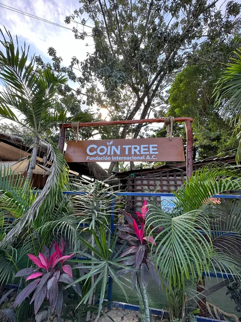 Cointree Tulum International NGO