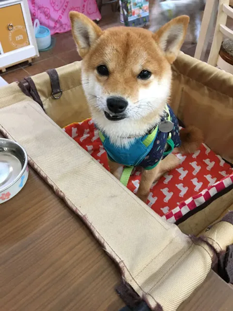 グラン・ノンノ