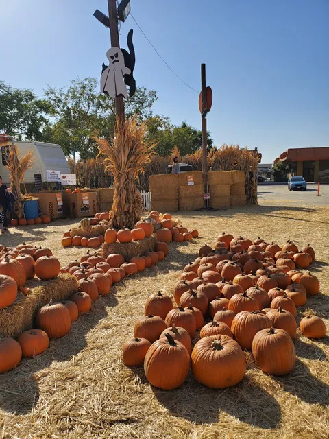 Pumpkin King Pumpkin Patch