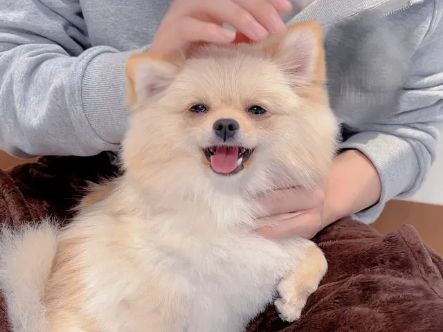 わんちゃんとあそぼ！