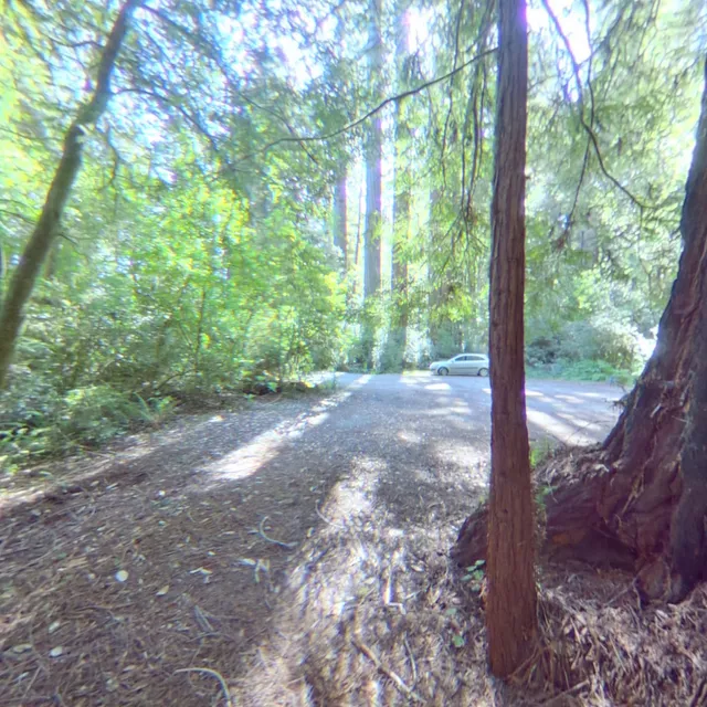 Jed-Smith Redwood Burl Co