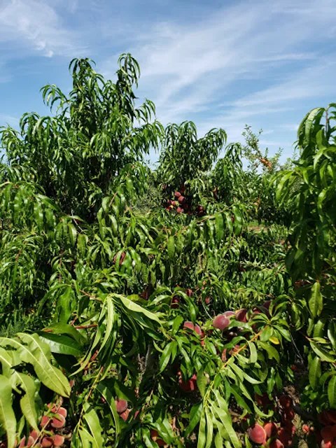 Wickham's Fruit Farm