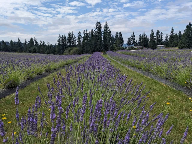 Mountain Glow Lavender Farm