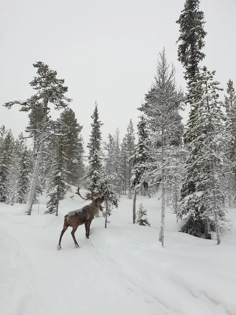 Хаски-парк Ловозеро/Husky Park Lovozero