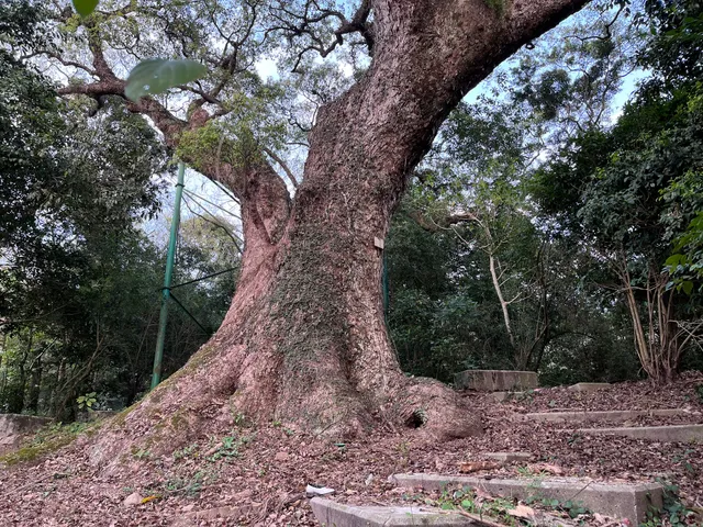 Giant Camphor Tree