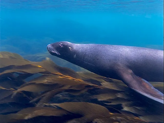 Dive Rakiura - Snorkeling Tours