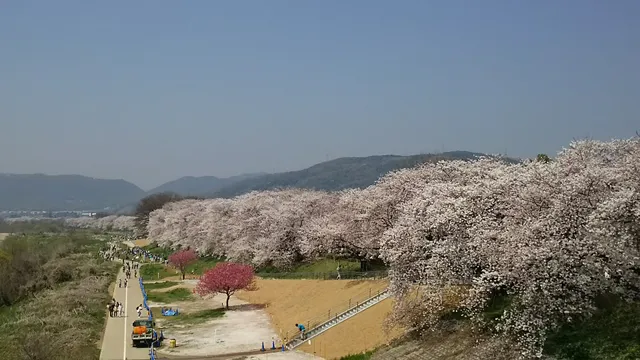 Sakura Deai Hall