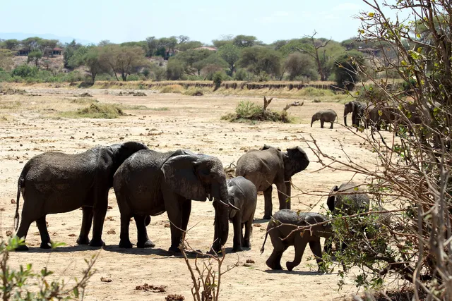Entrance Gate Tarangire National Park