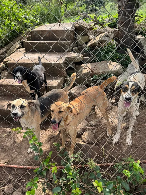 HAPPY TAILS SANCTUARY MAURITIUS