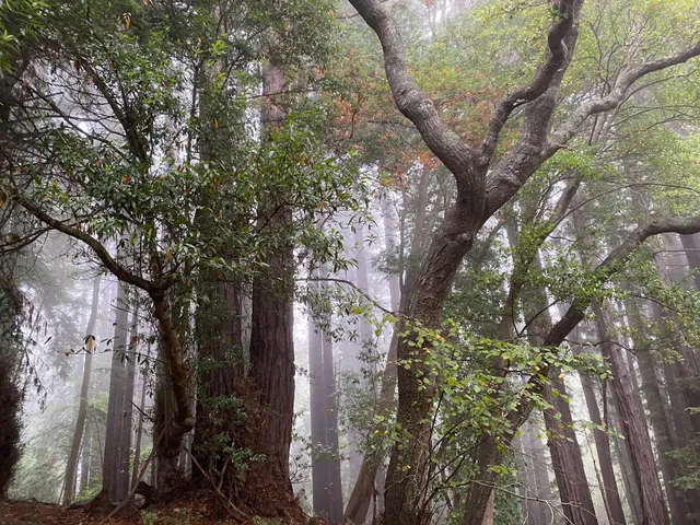 Rachel Carson College