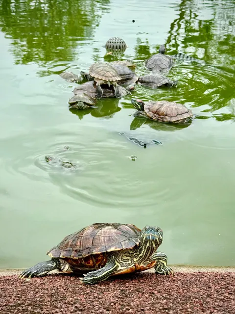 PPP Turtle Pond