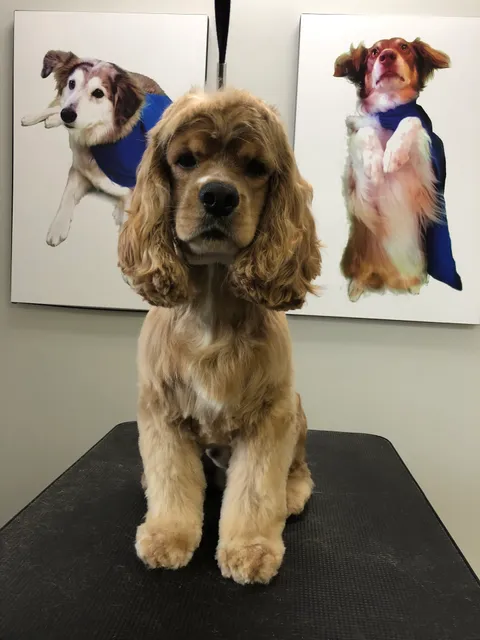 Wonderdog Pet Grooming