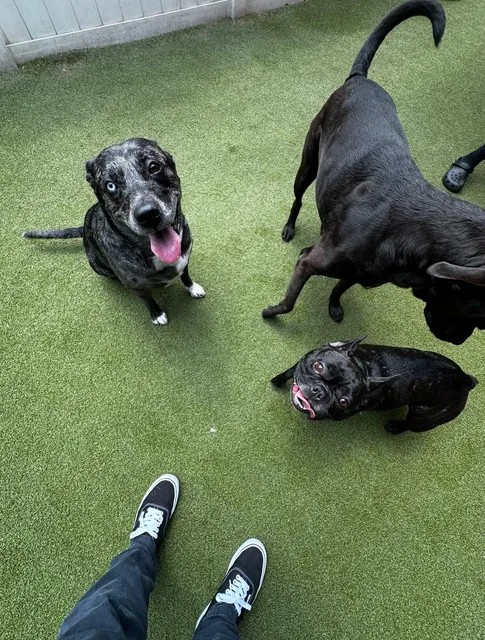 INN The Dog House - Boynton Beach