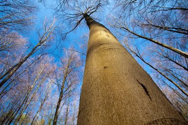 Waldschutzgebiet Steinbachtal/Netzbachtal