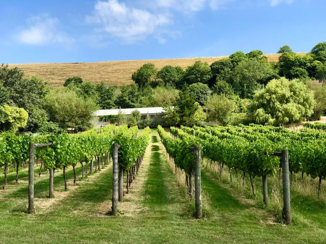 Little Waddon Vineyard