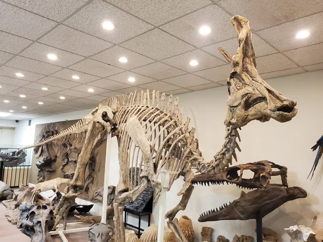 Stones 'N Bones Museum