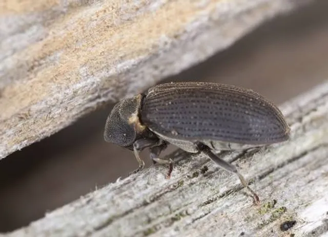 Muzeum - Orawski Park Etnograficzny w Zubrzycy Górnej