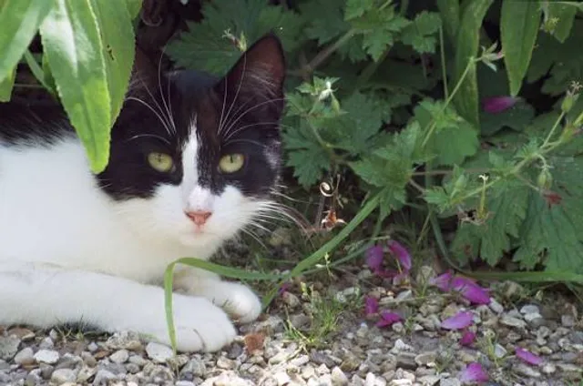 National Trust - Hardy's Cottage