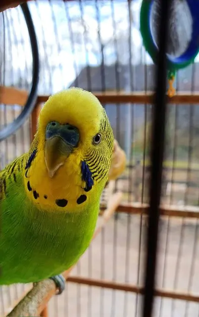 Törökszentmiklósi járás