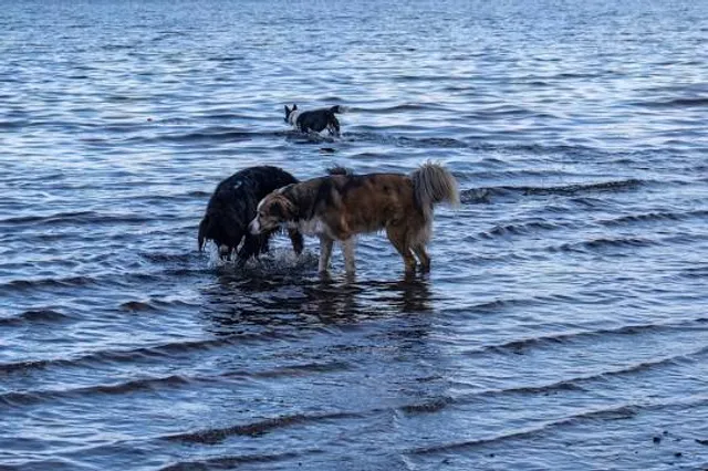 Warren G. Magnuson Park Off Leash Area