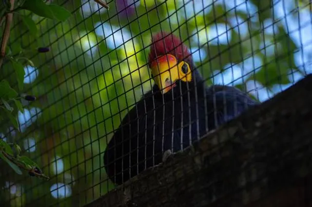 Palo Alto Junior Museum and Zoo
