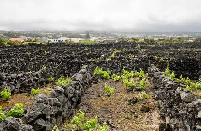 Paisagem da Cultura da Vinha da Ilha do Pico