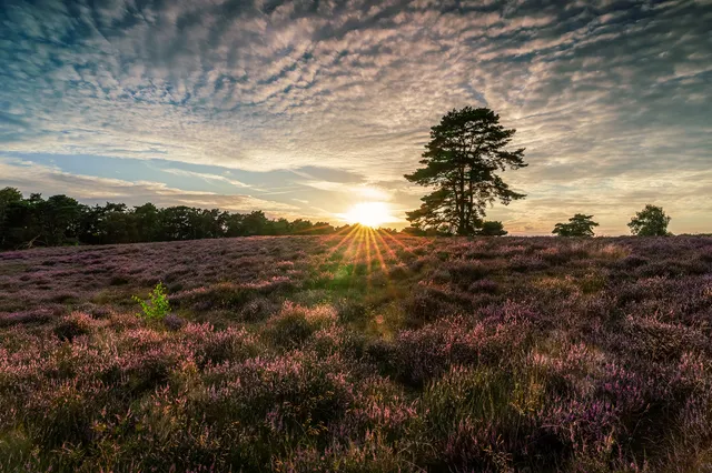 Heidenhäuschen Westruper Heide