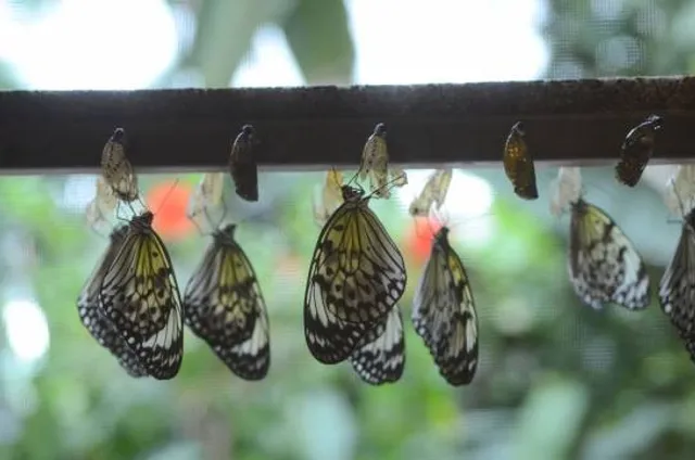 Cambridge Butterfly Conservatory