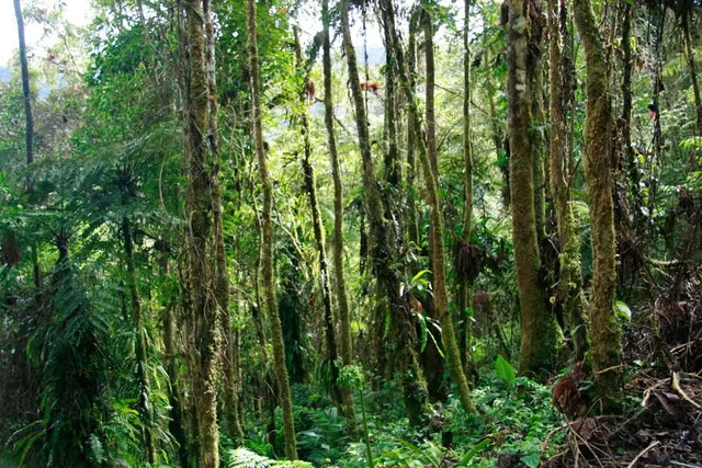 Parque Nacional Yanachaga Chemillen