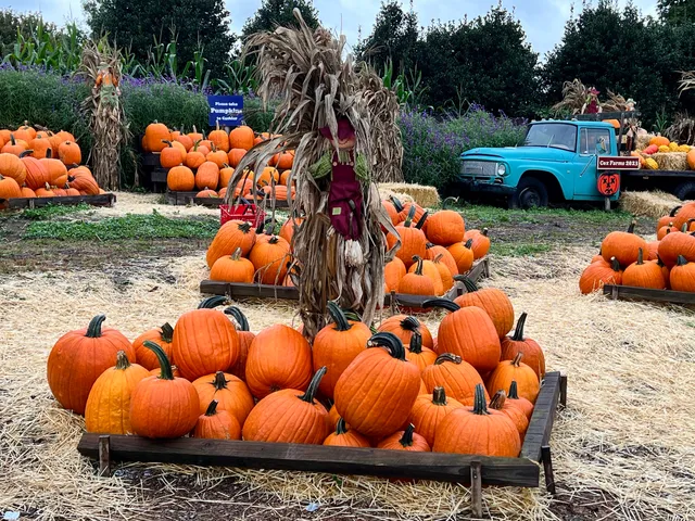 Cox Farms