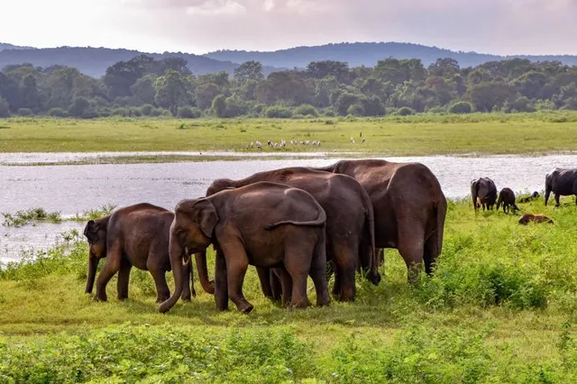 Udawalawe National Park