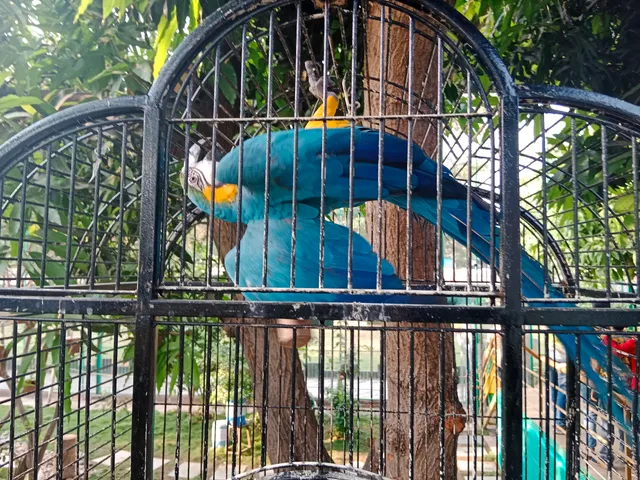 Bilimora Bird Park