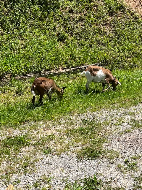 Daisy’s Farm and Campground