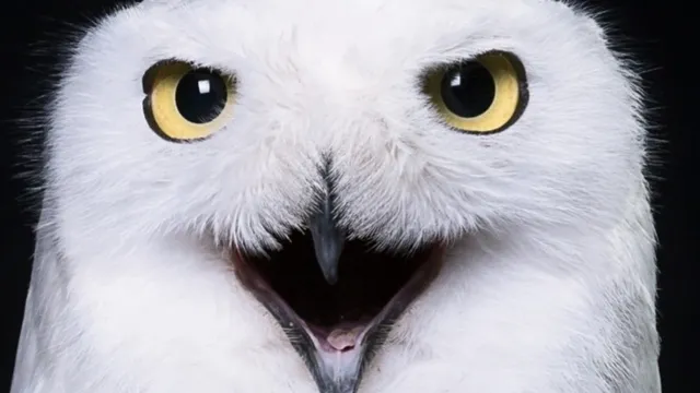 Owl Park San Vigilio - Parco Zoologico con gufi e altri rapaci