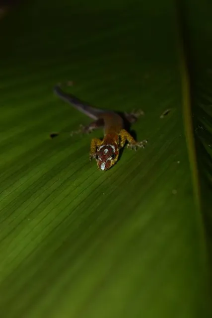 National Reserve Allpahuayo-Mishana