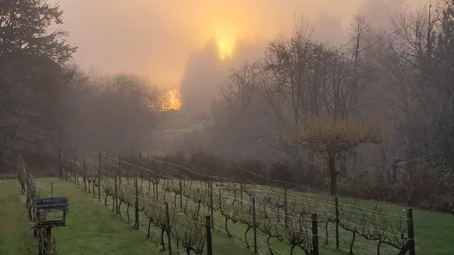 Olalla Vineyard & Winery