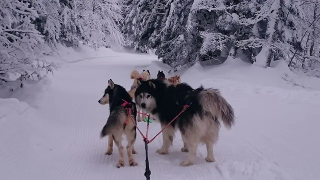 Espace Nordique de La Pierre Saint Martin