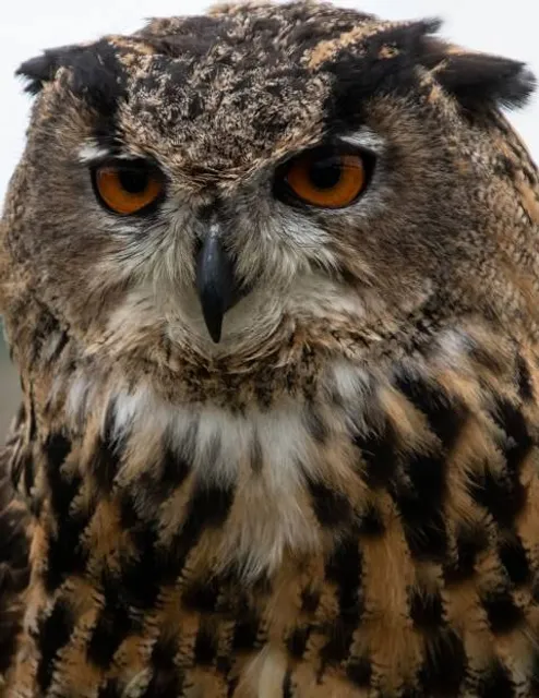 Zootopia Contact Zoo