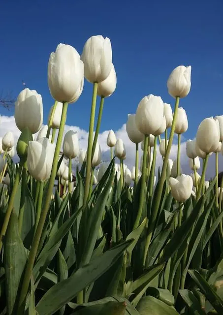 Narrows Botanical Gardens