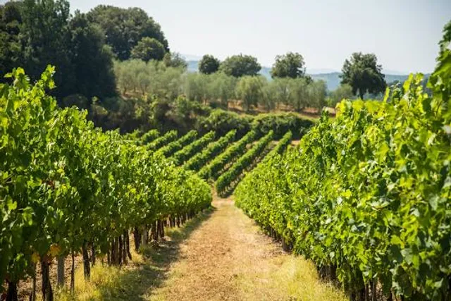 Shawnee Hills Wine Trail