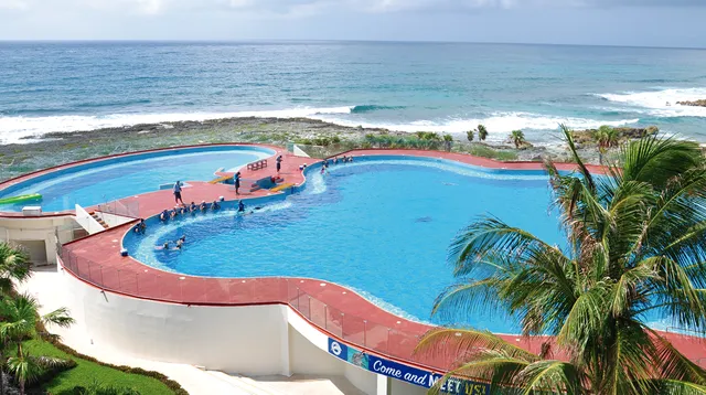 Dolphin Discovery Tulum-Akumal