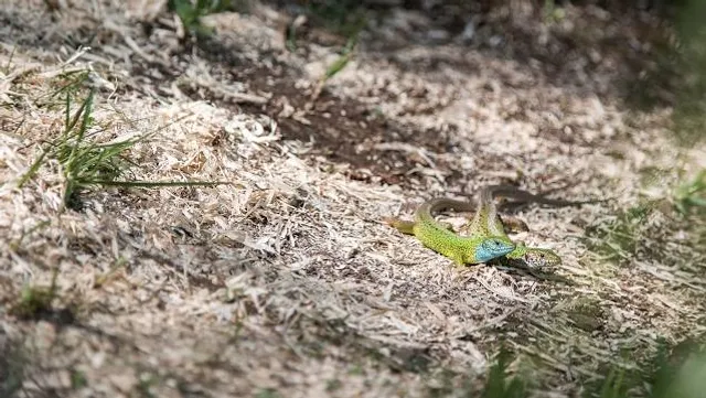Alangdareh Forest Park