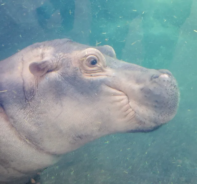 Hippo Cove
