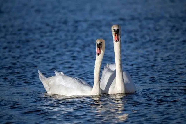 Big Woods Lake Recreation Area